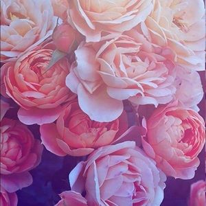 Meet your Posher, Crystal